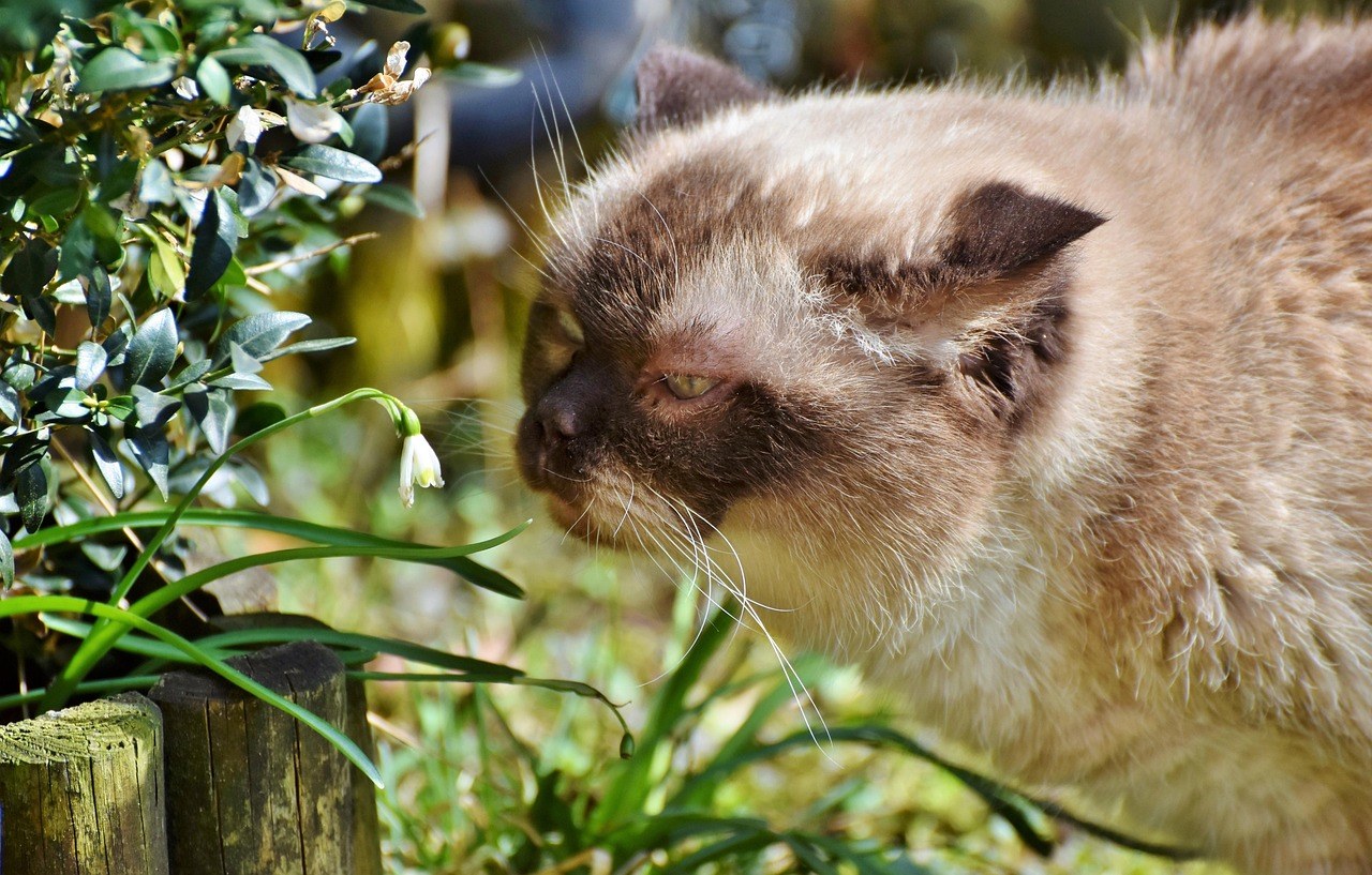Smiju li psi jesti suhe šljive i jesu li sigurne?