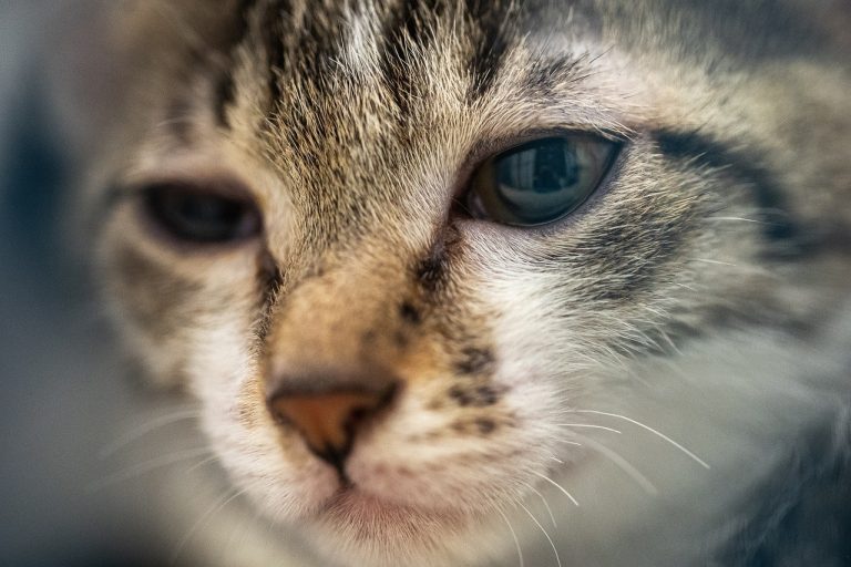 Mogu li psi jesti rutabagu ? Je li rutabaga sigurna za pse?