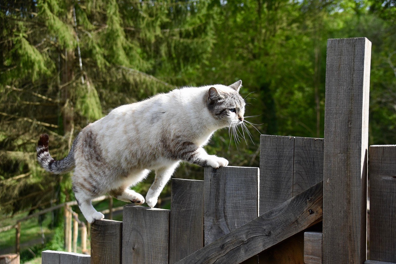 Smiju li psi jesti corn nuts i jesu li sigurni?