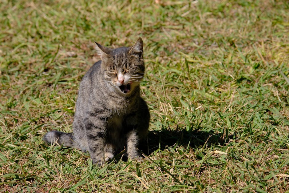Cistinurija kod pasa: simptomi, uzroci i liječenje