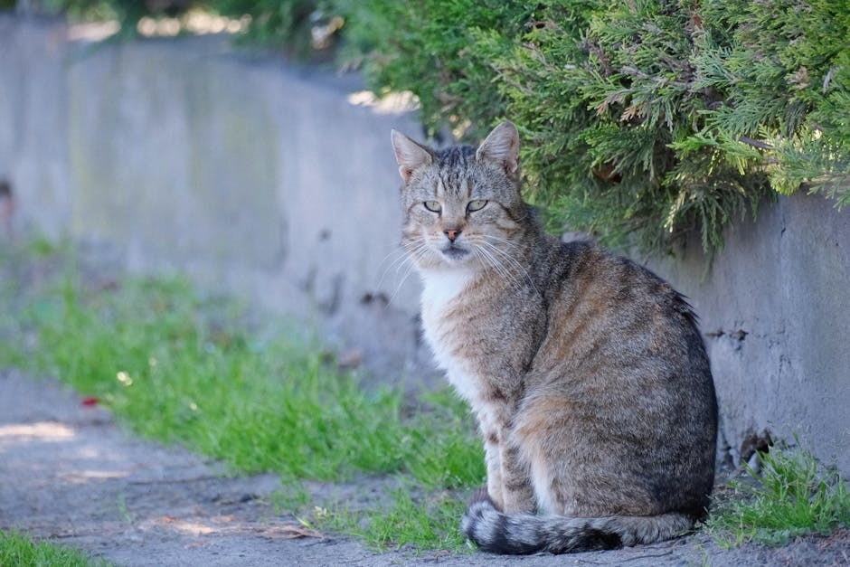 Cistinurija kod pasa: simptomi, uzroci i liječenje