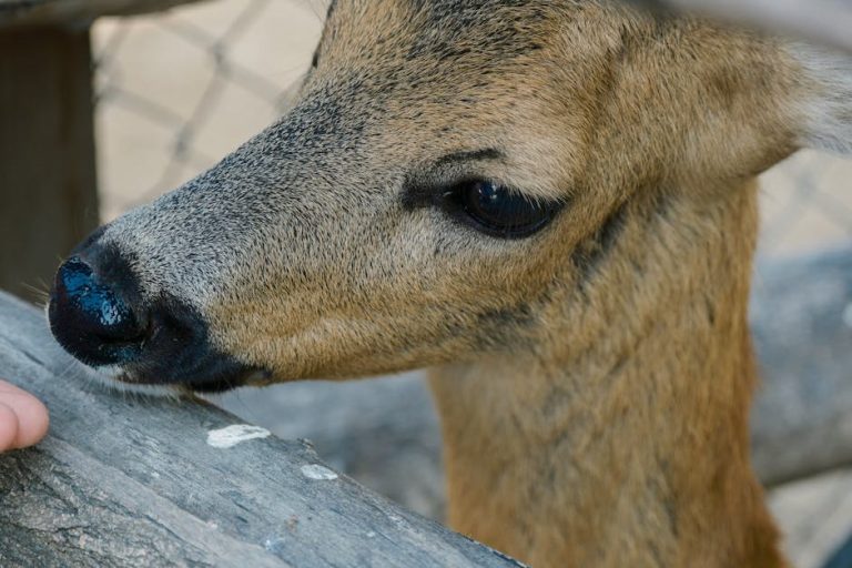 Cistinurija kod pasa: simptomi, uzroci i liječenje