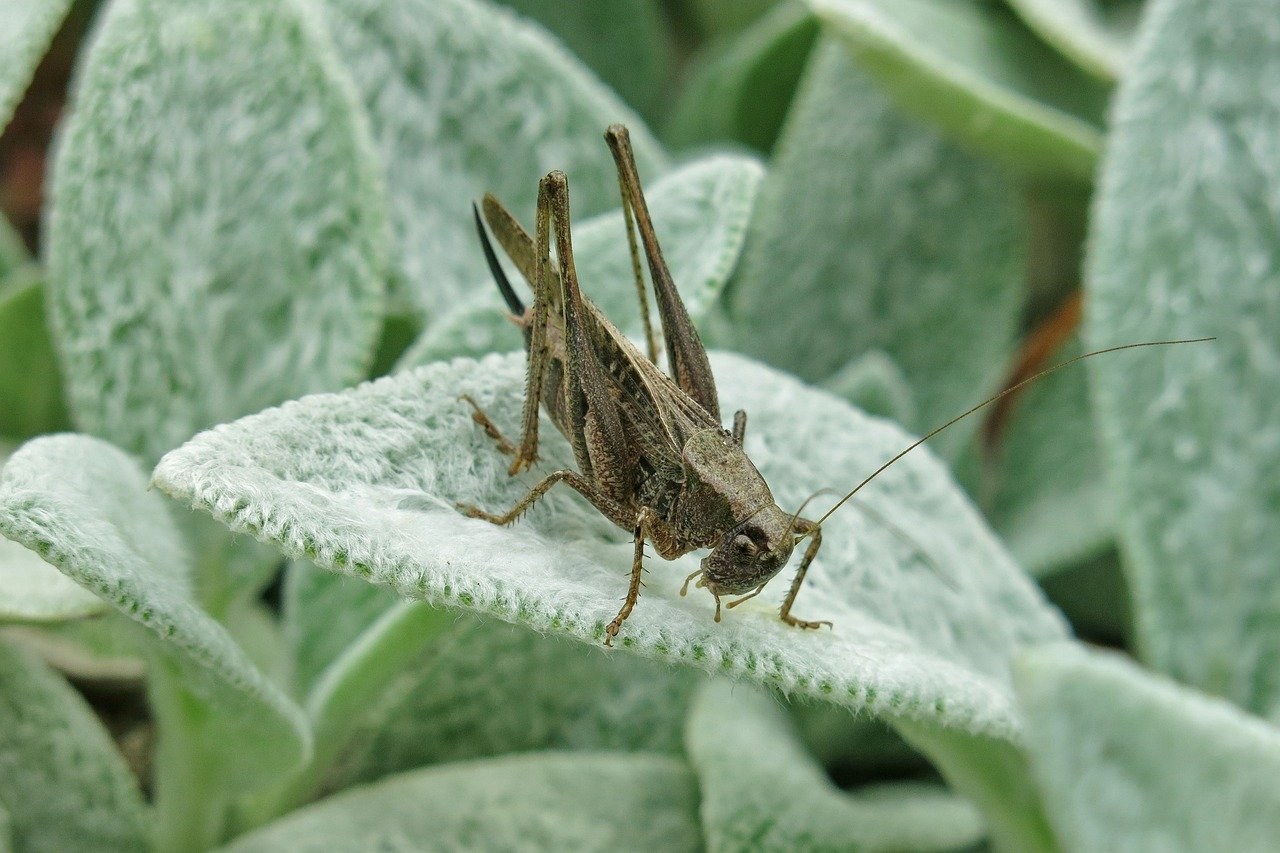 Smiju li psi jesti svinjsku koljenicu i je li sigurna za pse?