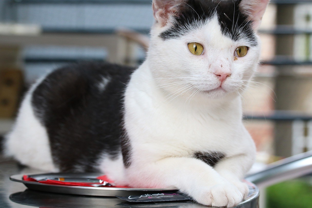 Smiju li psi jesti margarin i je li siguran za pse?