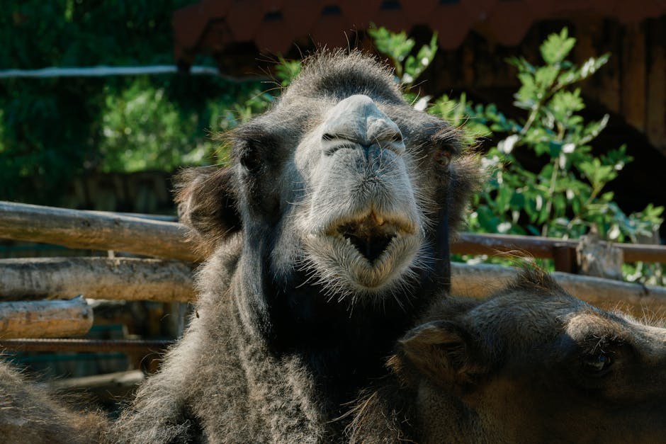 Najstariji pas na svijetu: Koliko je najduže živio pas?