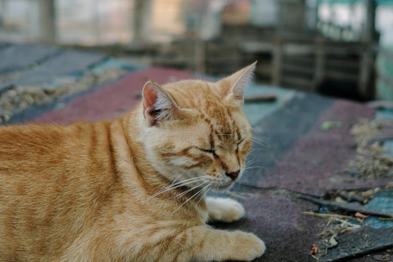 Najstariji pas na svijetu: Koliko je najduže živio pas?