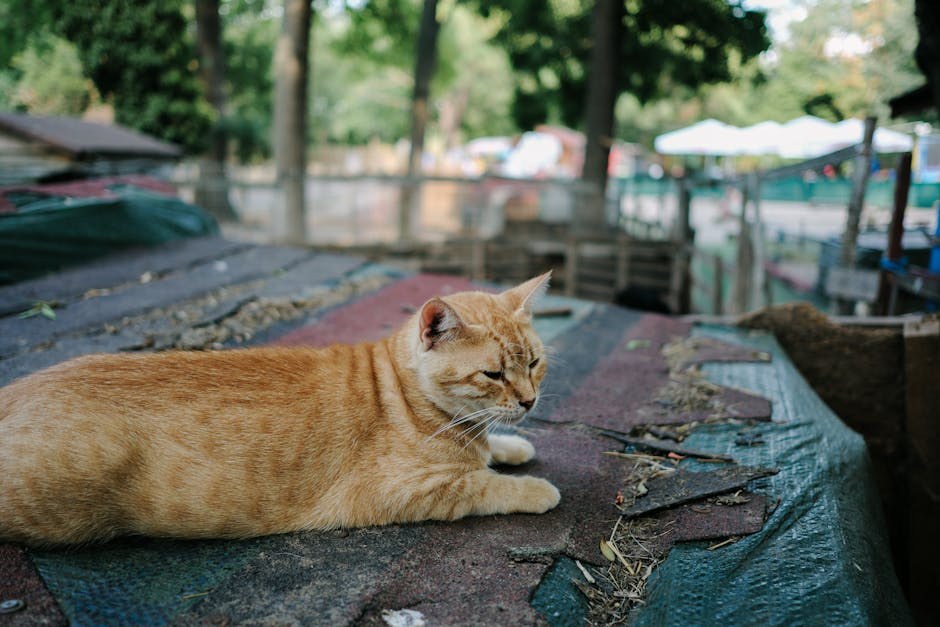 Najstariji pas na svijetu: Koliko je najduže živio pas?