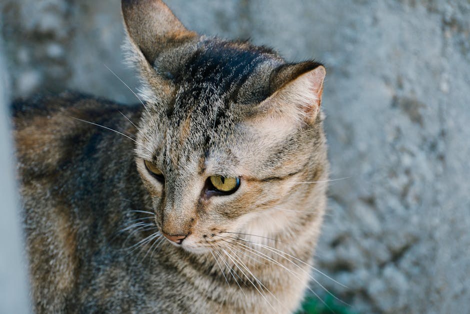 Najstariji pas na svijetu: Koliko je najduže živio pas?