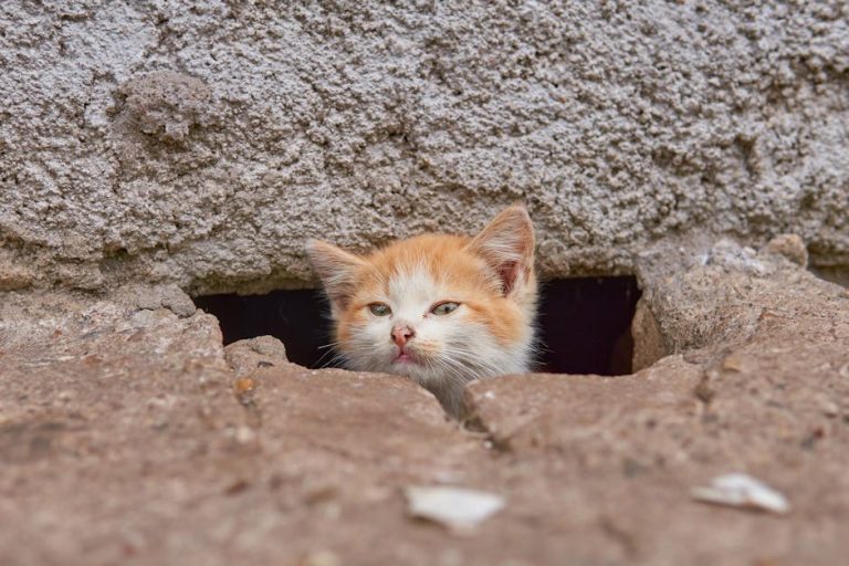 Purina: Je li marka hrane za pse povukla proizvode u 2024. godini?