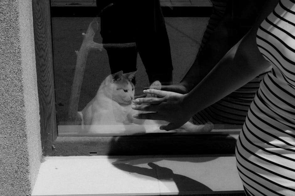 Akromatopsija u pasa ( day blindness ): simptomi, uzroci i liječenje