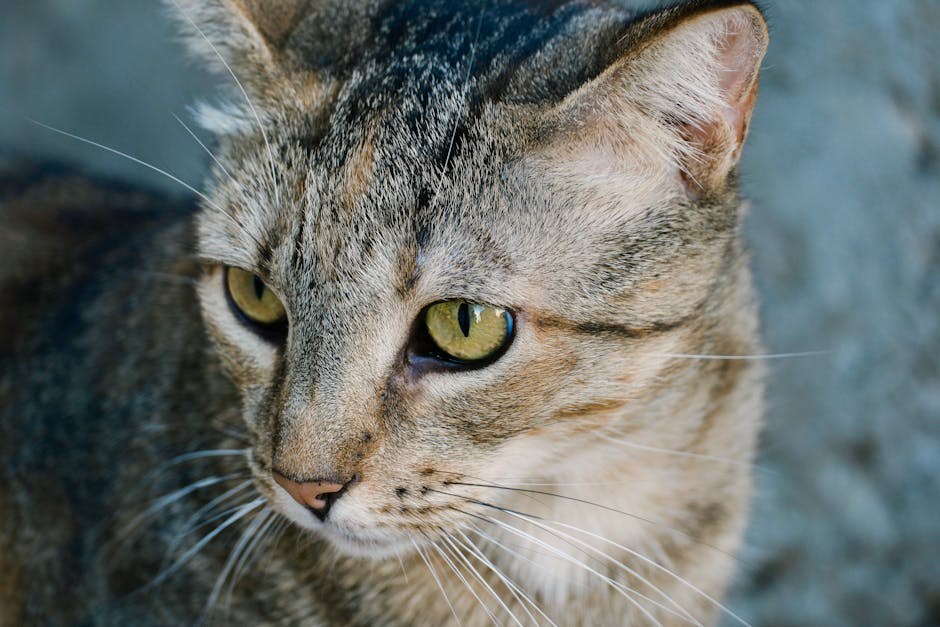 Akromatopsija u pasa ( day blindness ): simptomi, uzroci i liječenje