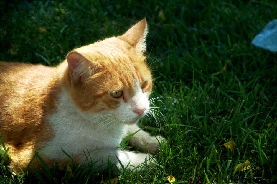 Akromatopsija u pasa ( day blindness ): simptomi, uzroci i liječenje