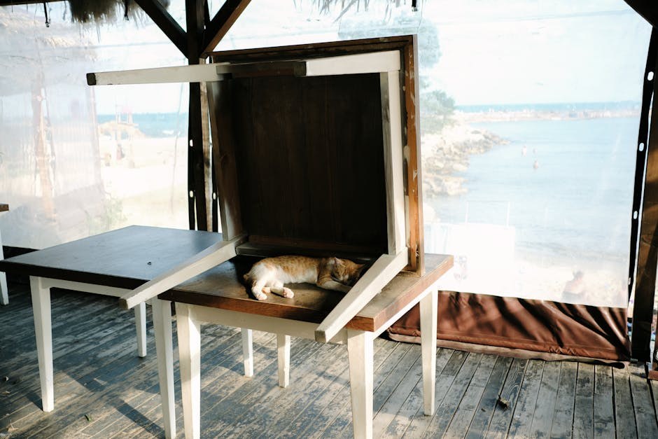 Akromatopsija u pasa ( day blindness ): simptomi, uzroci i liječenje