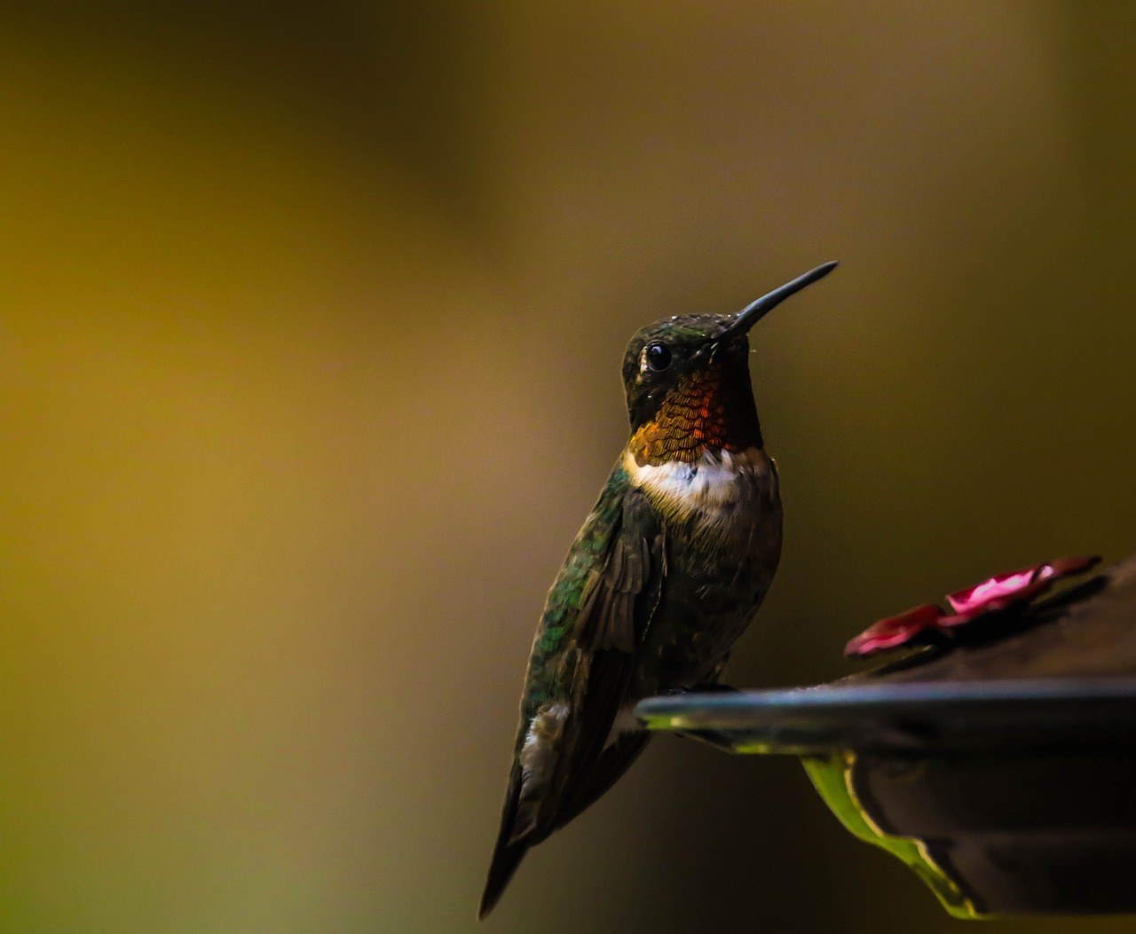 Smiju li psi jesti bratwurst i je li siguran za pse
