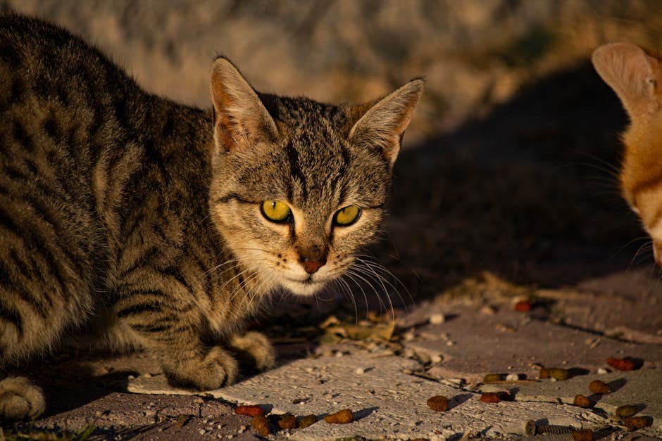 Schnauzer Comedo sindrom kod pasa: Simptomi, uzroci i liječenje