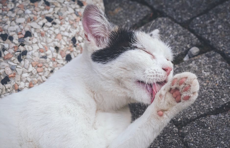 Što znači pozicija spavanja vašeg psa