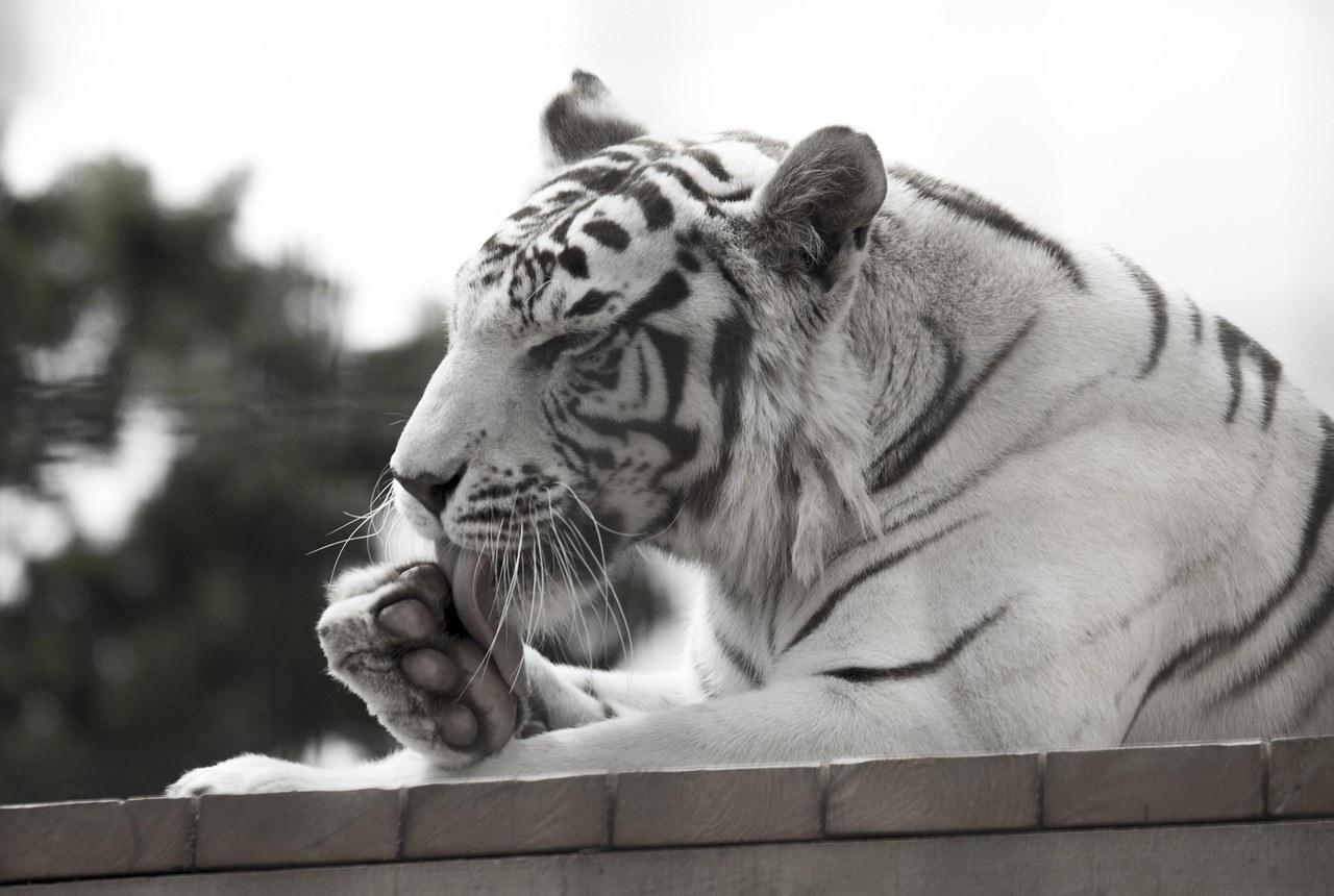 Što znači pozicija spavanja vašeg psa