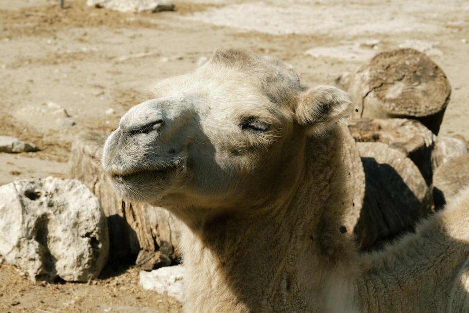 Polidaktilija kod pasa: simptomi, uzroci i tretmani