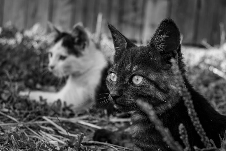 Polidaktilija kod pasa: simptomi, uzroci i tretmani