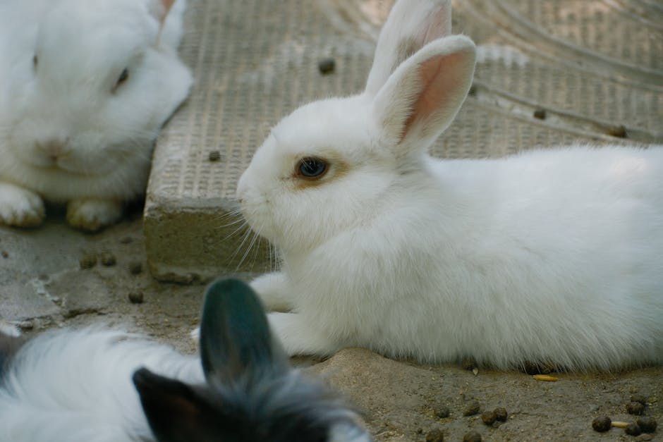 Polidaktilija kod pasa: simptomi, uzroci i tretmani