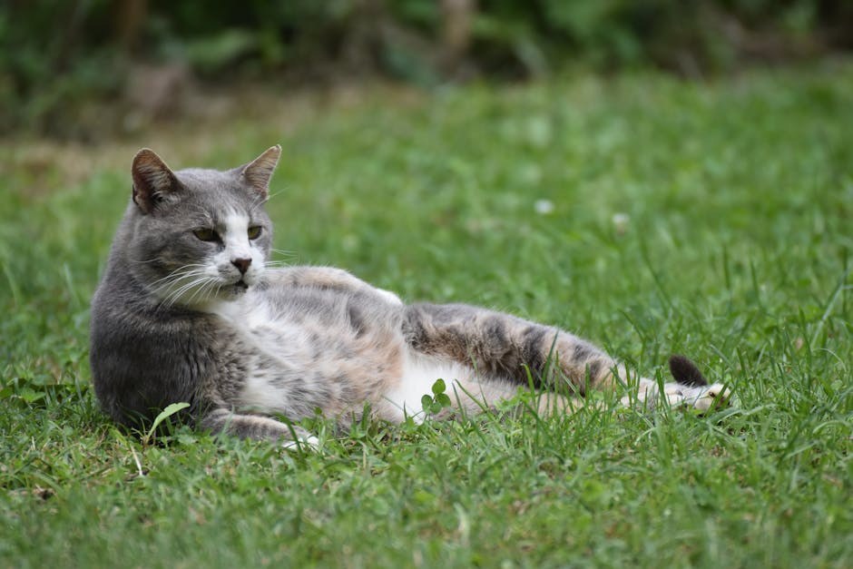 Polidaktilija kod pasa: simptomi, uzroci i tretmani