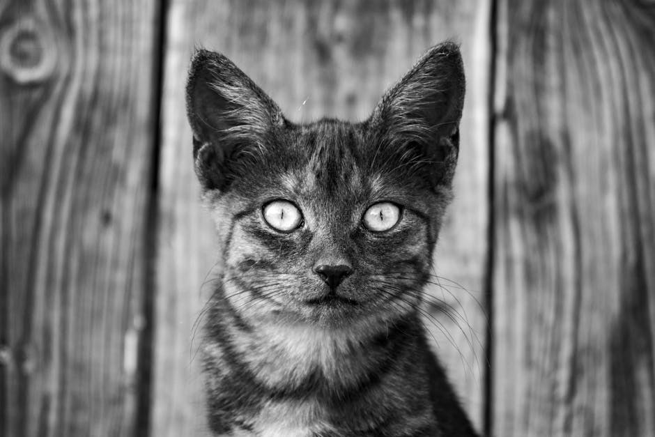 Dementija kod pasa (kognitivna disfunkcija): simptomi, uzroci i liječenje