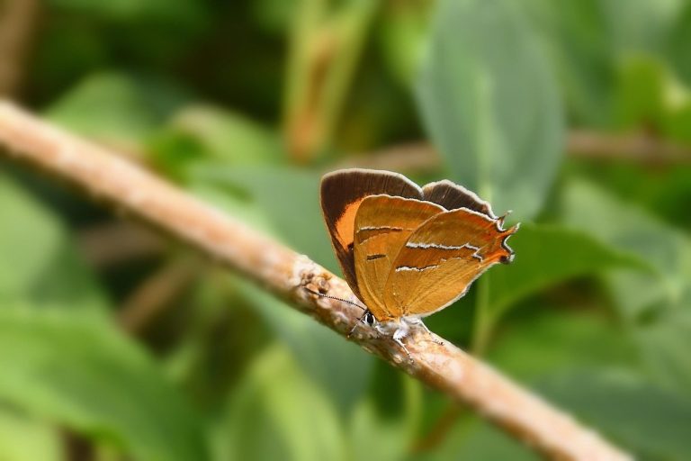 Smiju li psi jesti halibut i je li siguran?
