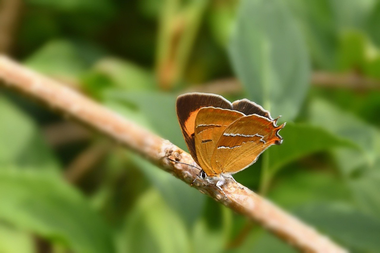 Smiju li psi jesti halibut i je li siguran?