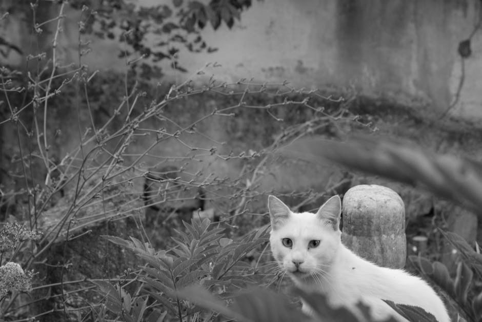 Hondrodistrofija CDDY kod pasa: simptomi, uzroci i liječenje