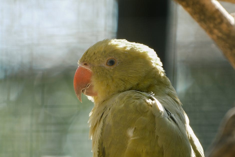 Hondrodistrofija CDDY kod pasa: simptomi, uzroci i liječenje