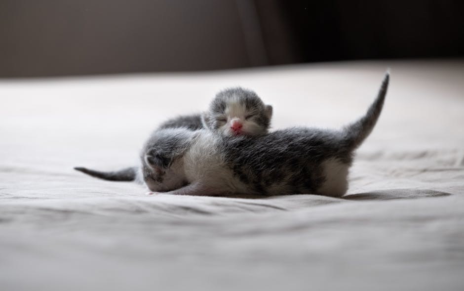 Luxacija patelle kod pasa: simptomi, uzroci i liječenje