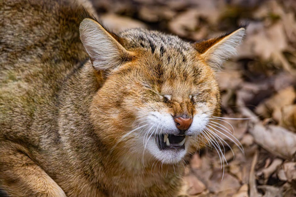 Luxacija patelle kod pasa: simptomi, uzroci i liječenje