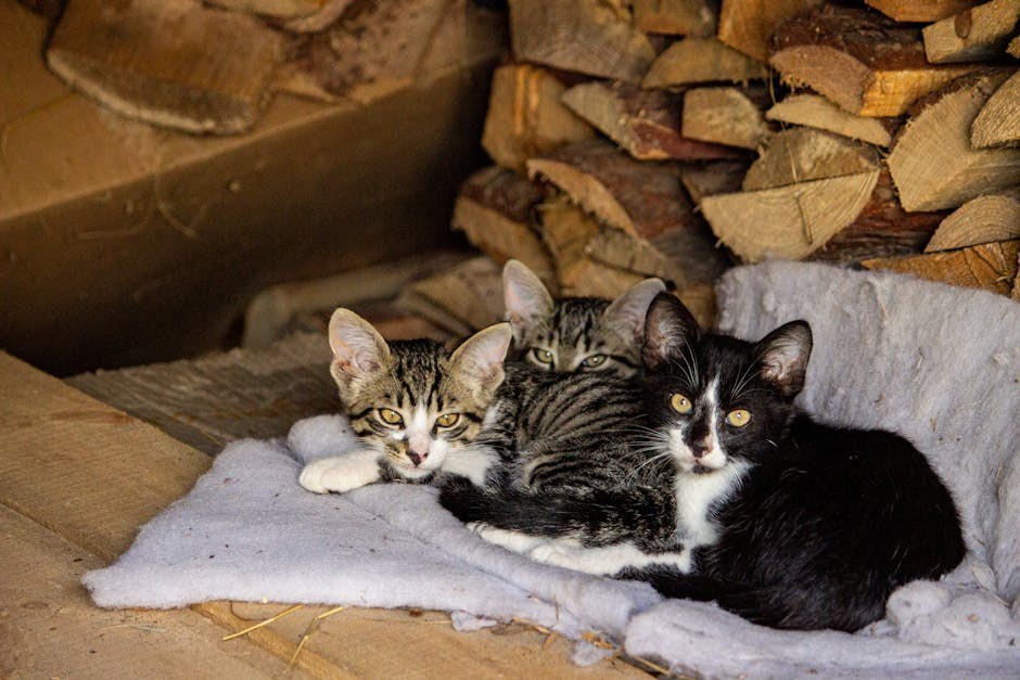 Kako zaustaviti lajanje psa