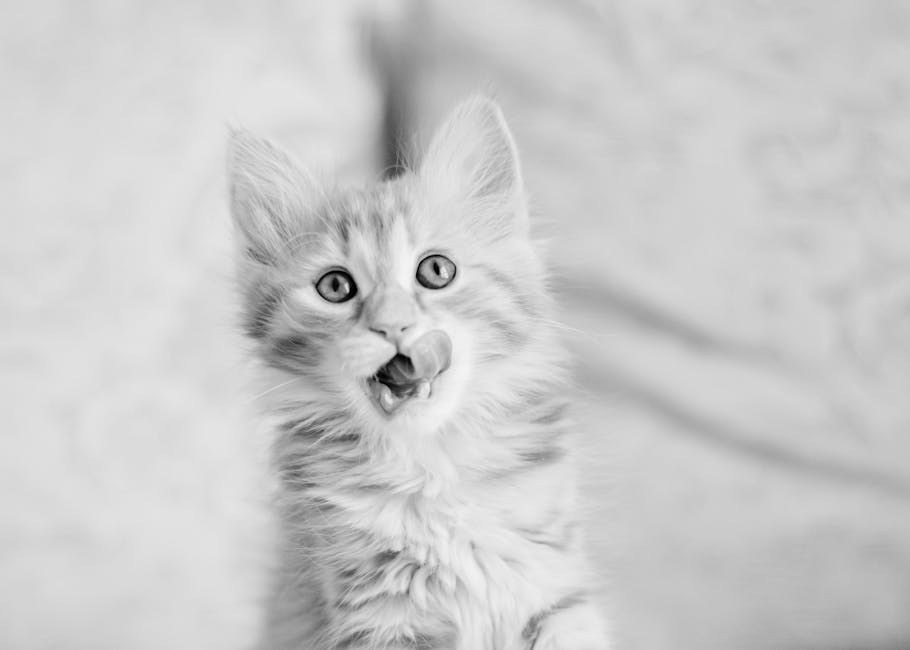 Kongenitalna stacionarna noćna sljepoća kod pasa: simptomi, uzroci i liječenje