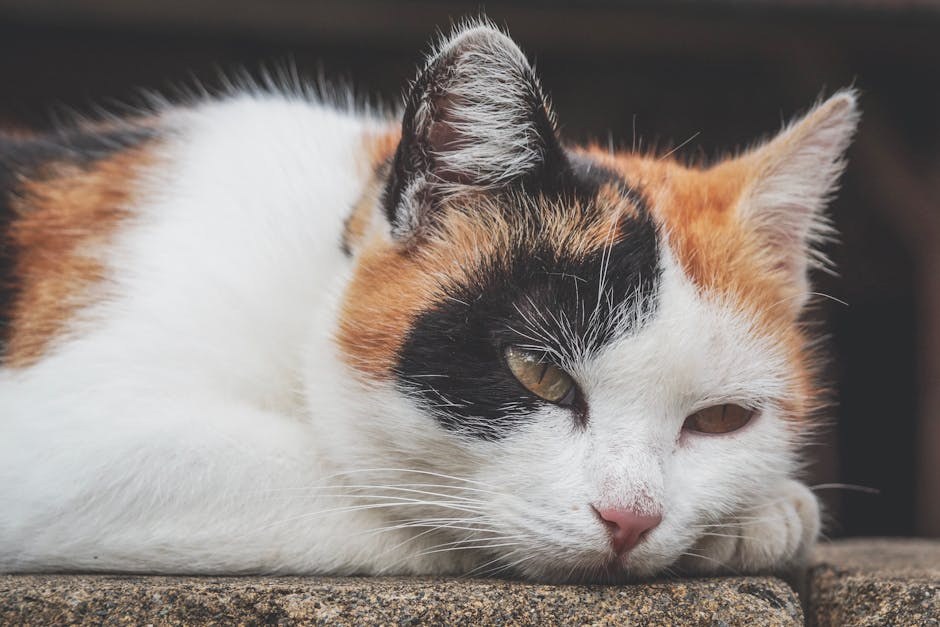 Kongenitalna senzorineuralna gluhoća kod pasa: simptomi, uzroci i liječenje