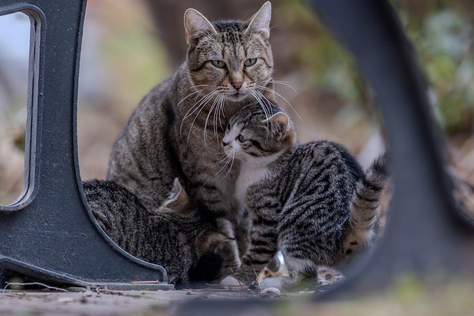 5 znakova da je vaš pas pod stresom