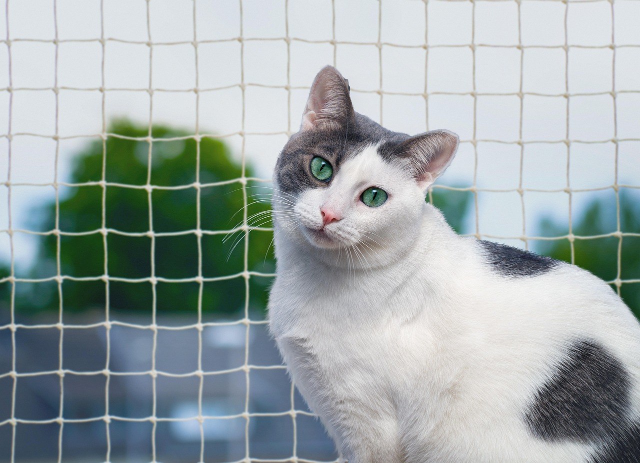 Smiju li psi balzamični ocat i je li siguran za njih?