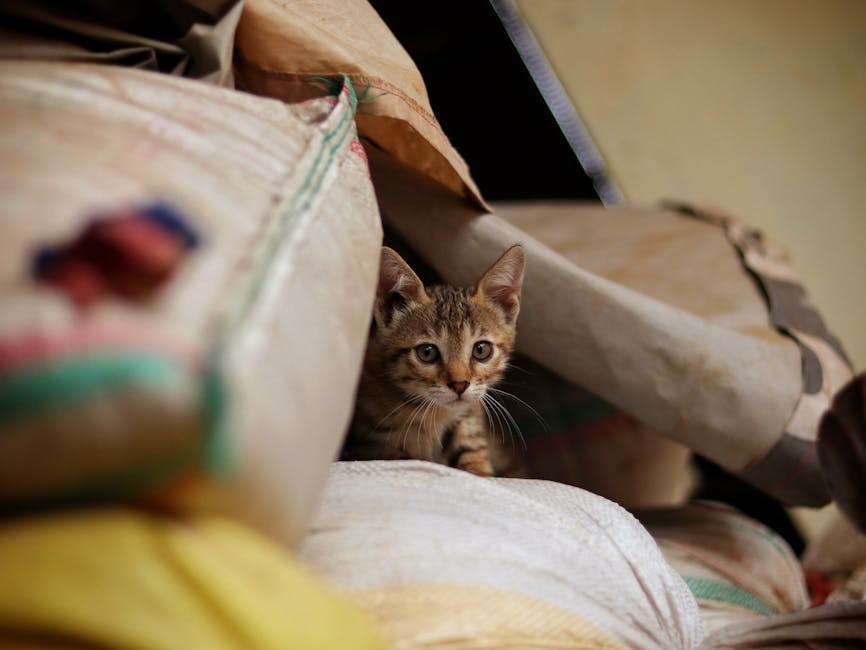 5 znakova da je vaš pas pod stresom