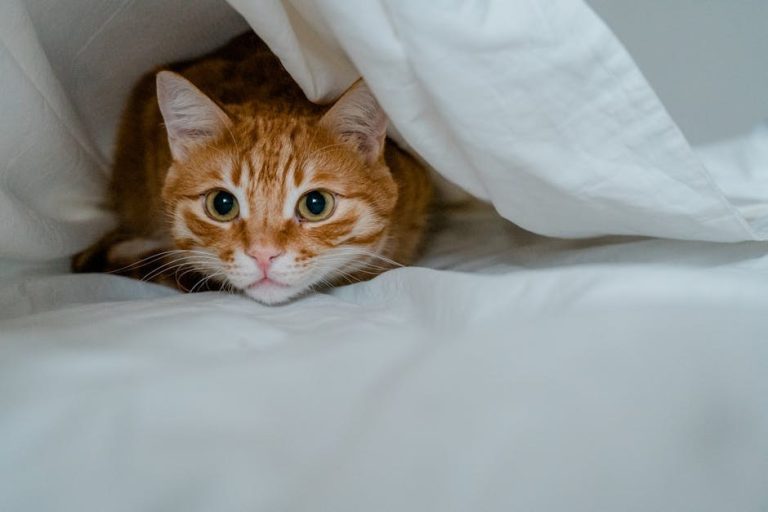 5 znakova da je vaš pas pod stresom