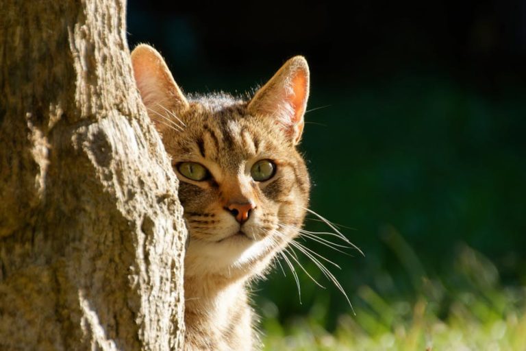 Neosporosis kod pasa: simptomi, uzroci i liječenje