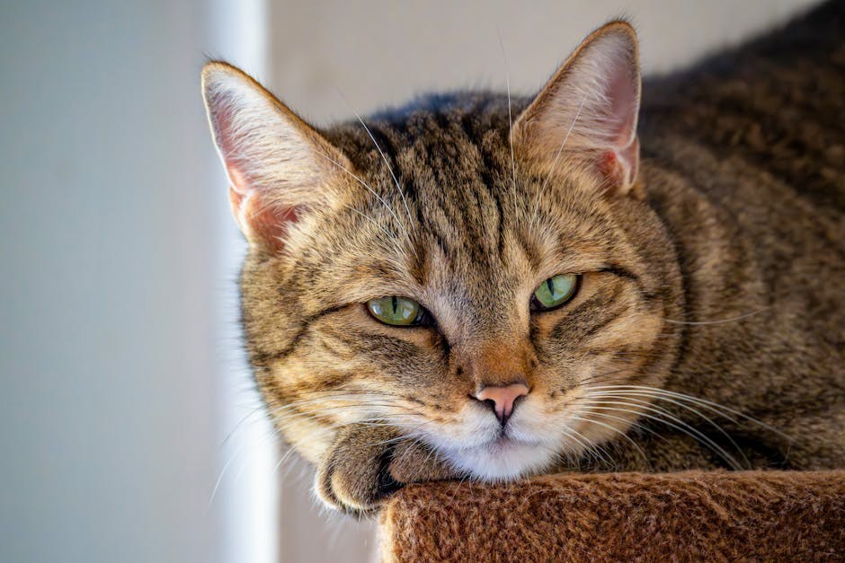 Nom Nom hrana za pse: Je li marka povukla proizvod u 2024. godini?