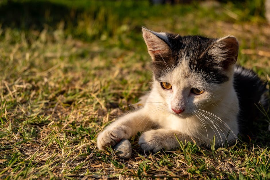 Hyperuricosuria kod pasa: simptomi, uzroci i liječenje