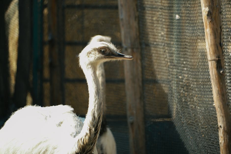 Hyperuricosuria kod pasa: simptomi, uzroci i liječenje