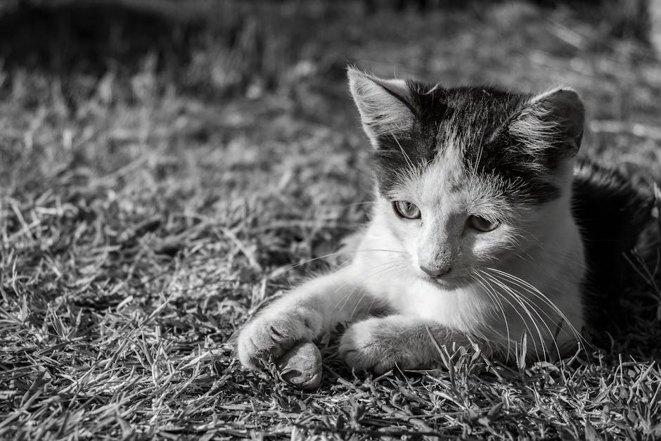 Hyperuricosuria kod pasa: simptomi, uzroci i liječenje