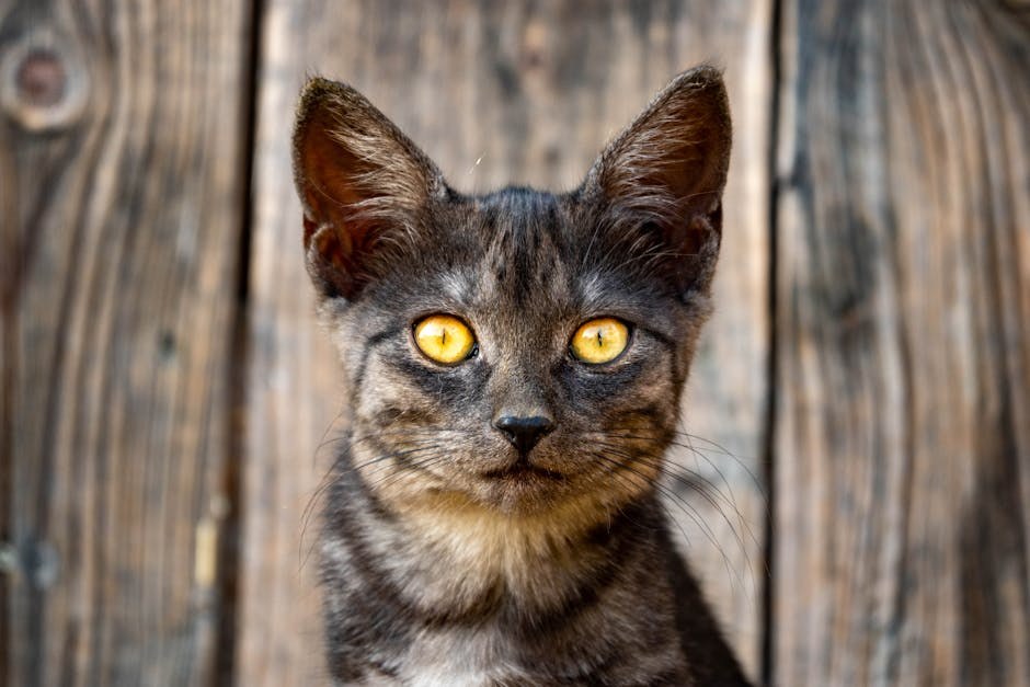 Hyperuricosuria kod pasa: simptomi, uzroci i liječenje