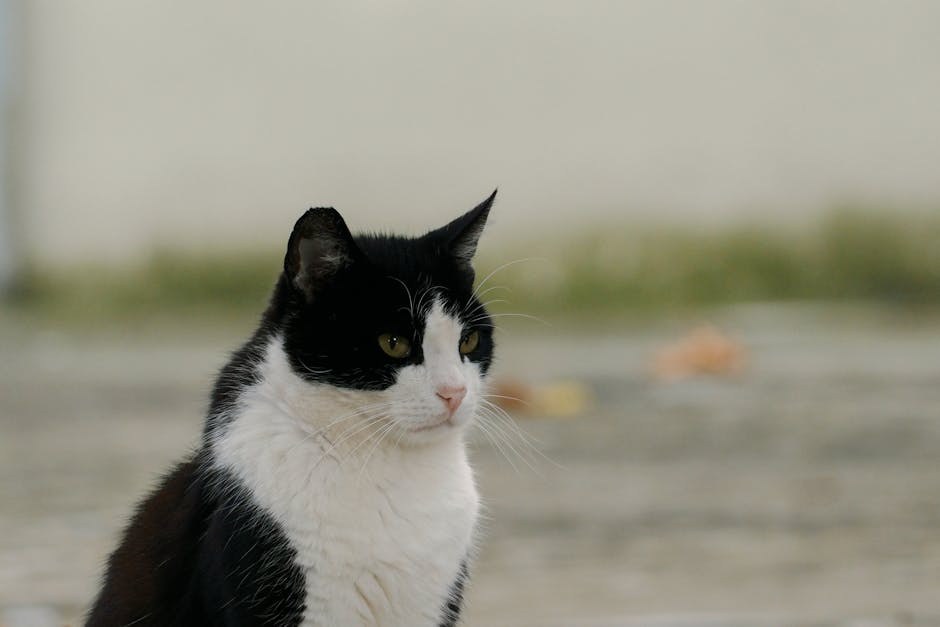 Difuzna idiopatska skeletna hiperostoza (DISH) kod pasa: simptomi, uzroci i liječenje