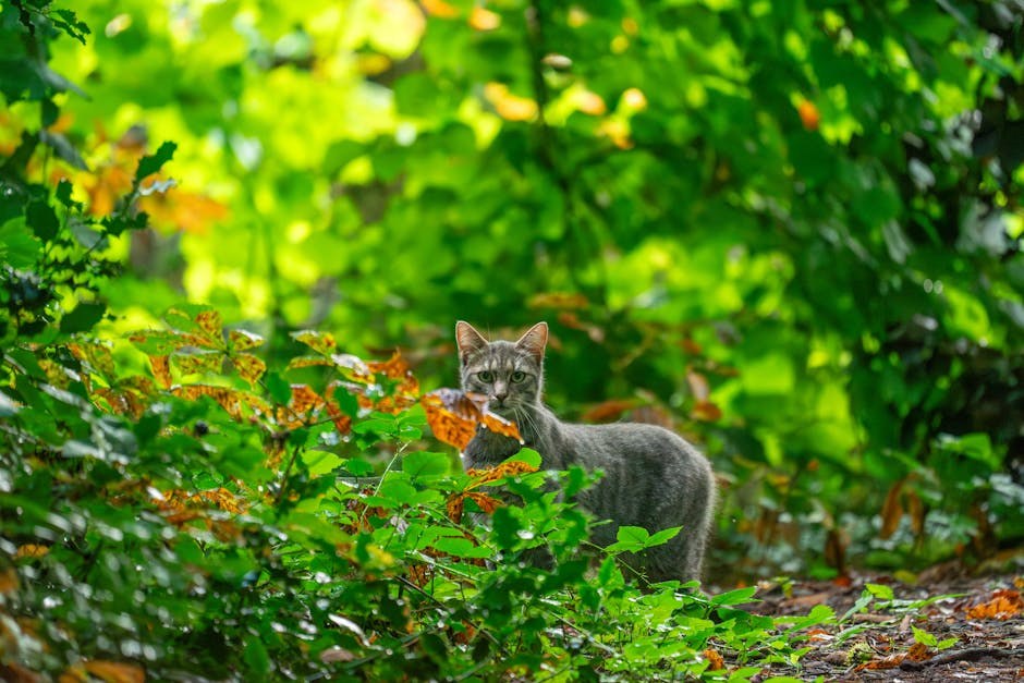Zašto psi vole trbušne maženje? Svi psi vole trbušne maženje?