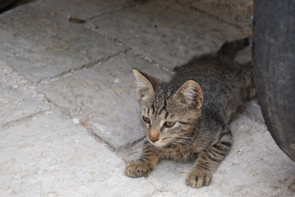Zašto psi vole trbušne maženje? Svi psi vole trbušne maženje?