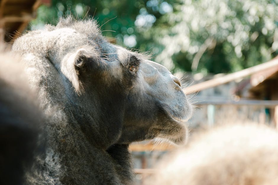 Suženje kralježničnog kanala u pasa: simptomi, uzroci i liječenje