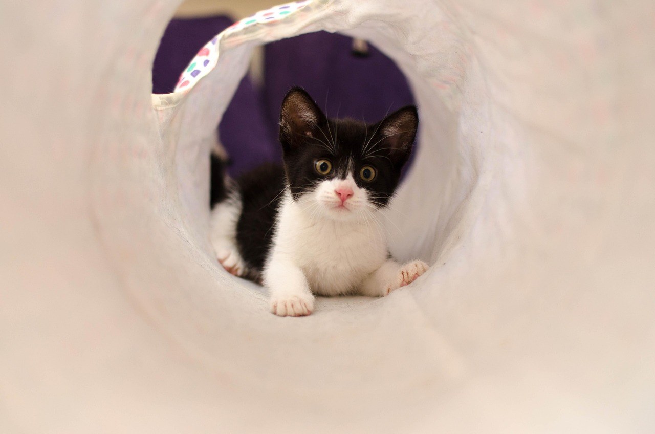 Smiju li psi jesti mesne okruglice i jesu li sigurne?